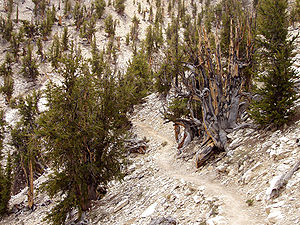 Pinus longaeva, Methuselah Walk - Methuselah G...