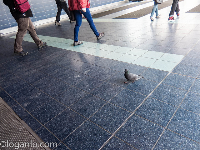 Pigeon in St. George Ferry Terminal in Staten Island