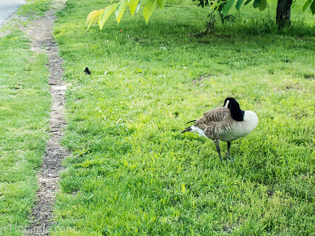 A Goose in Riverside Park