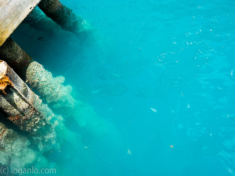 Fishes off Bermuda Docks